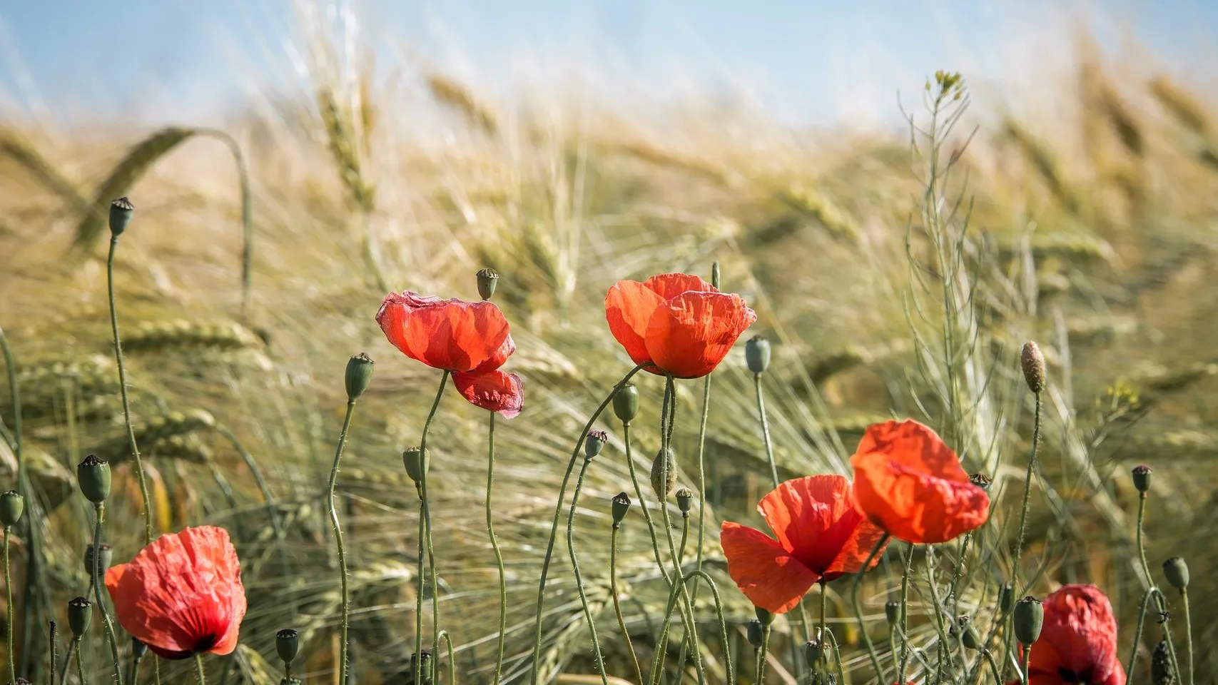 summer-2404769_1920_c.gerald_friedrich_pixabay